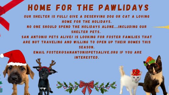 Home for the Pawlidays! - Staycation Foster Program