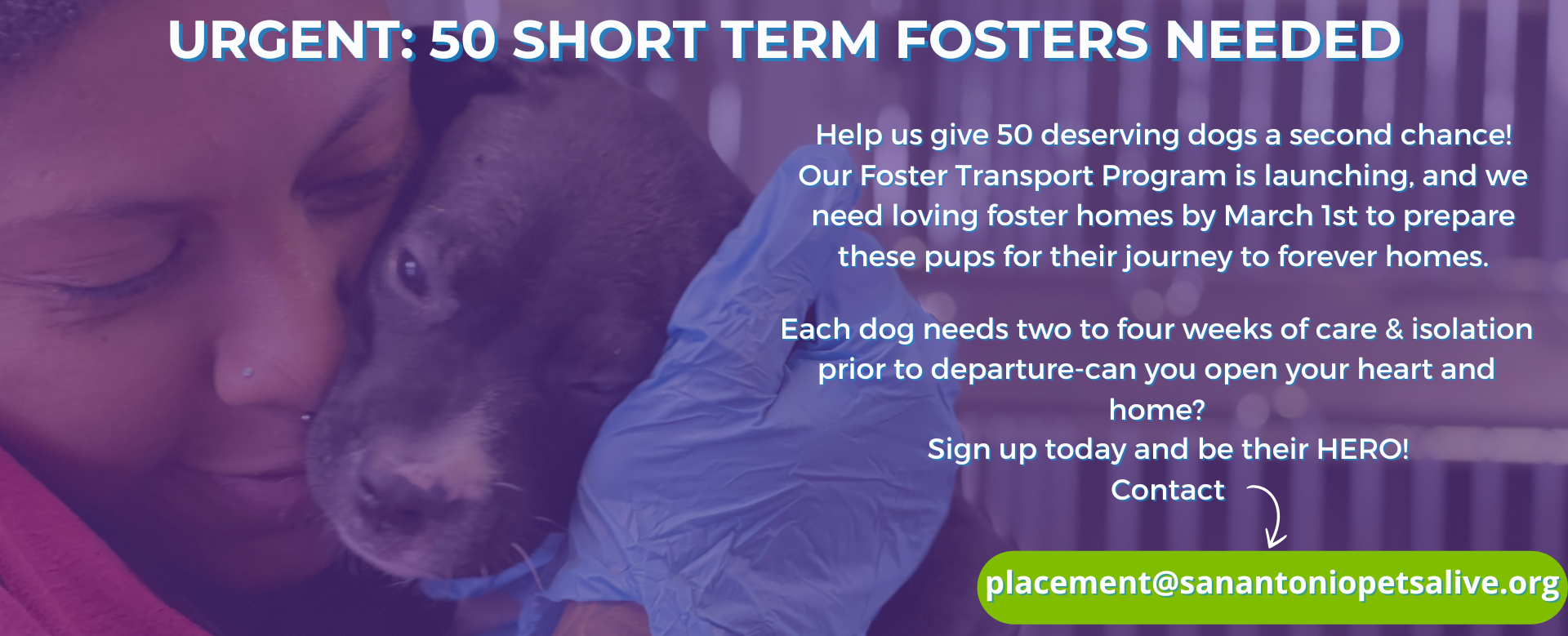 Urgent 50 Short Term Fosters Needed