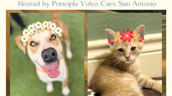 Midsommar Adoption Event - Principle Volvo Cars of San Antonio