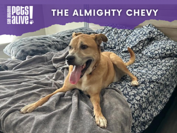 Support Chevy's Journey To Recovery