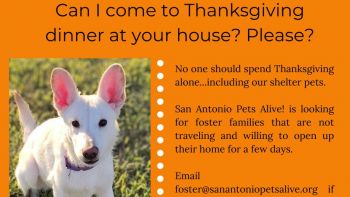 Can I spend Thanksgiving with you? - Foster Homes needed!