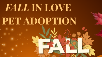 Fall in Love Adoption Event - Principle MINI of San Antonio