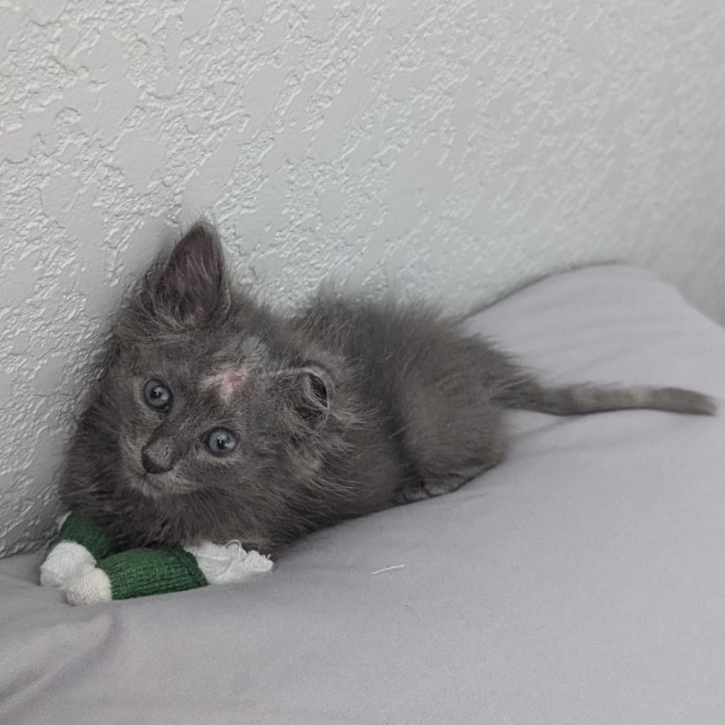 EMERGENCY - This kitten needs your help! - gallery image