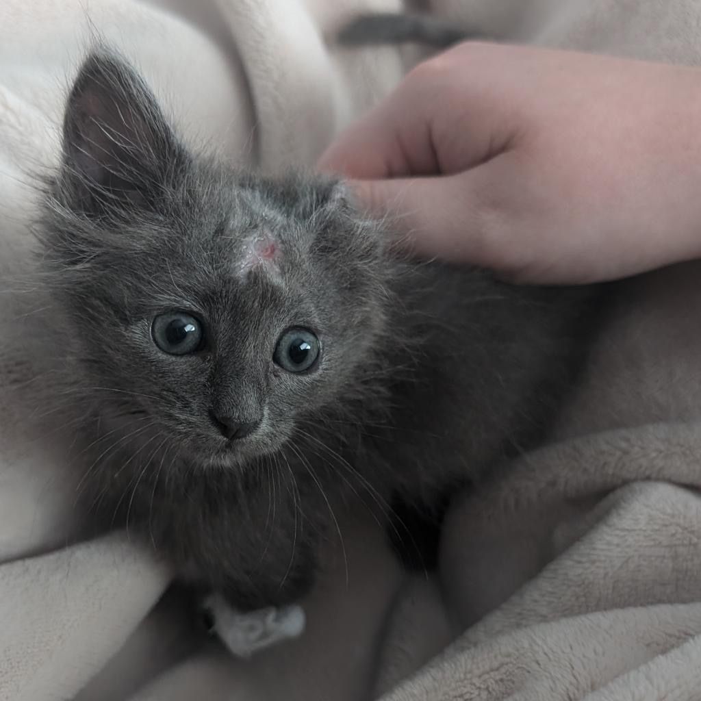 EMERGENCY - This kitten needs your help! - gallery image