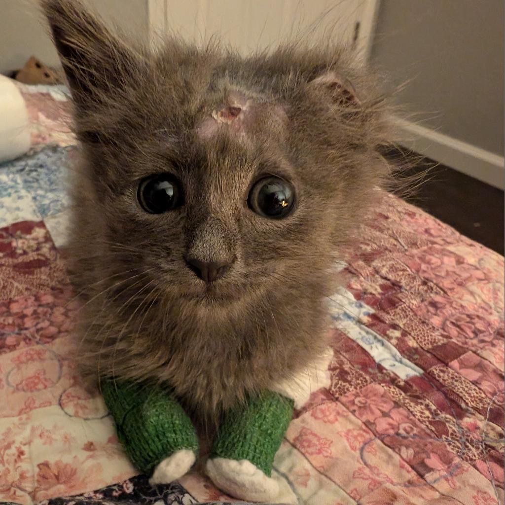 EMERGENCY - This kitten needs your help! - gallery image