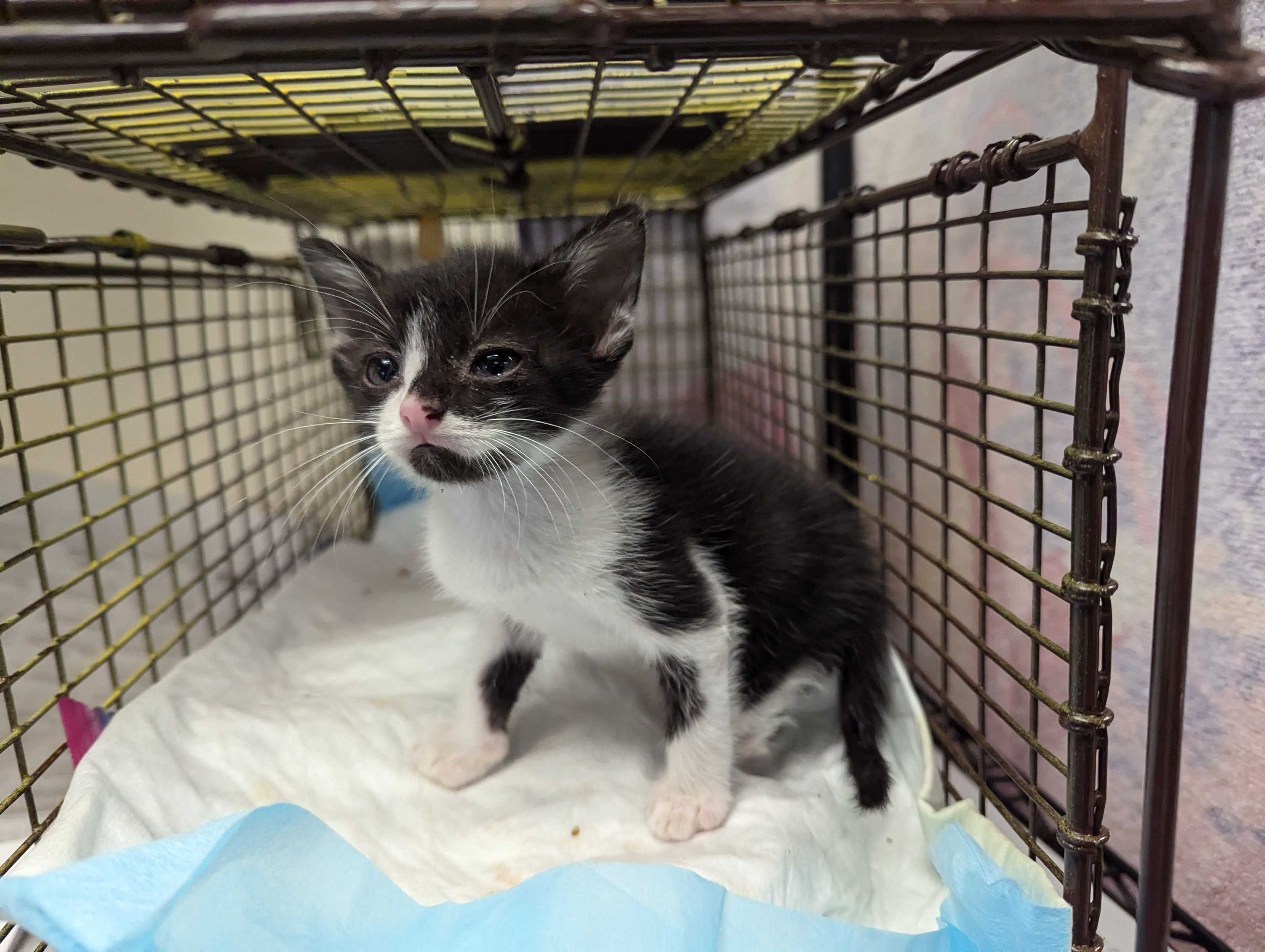 Brave Binx Needs You: Be Part of Her Rescue Story - gallery image