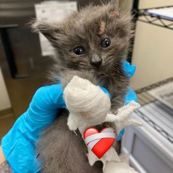 EMERGENCY - This kitten needs your help!