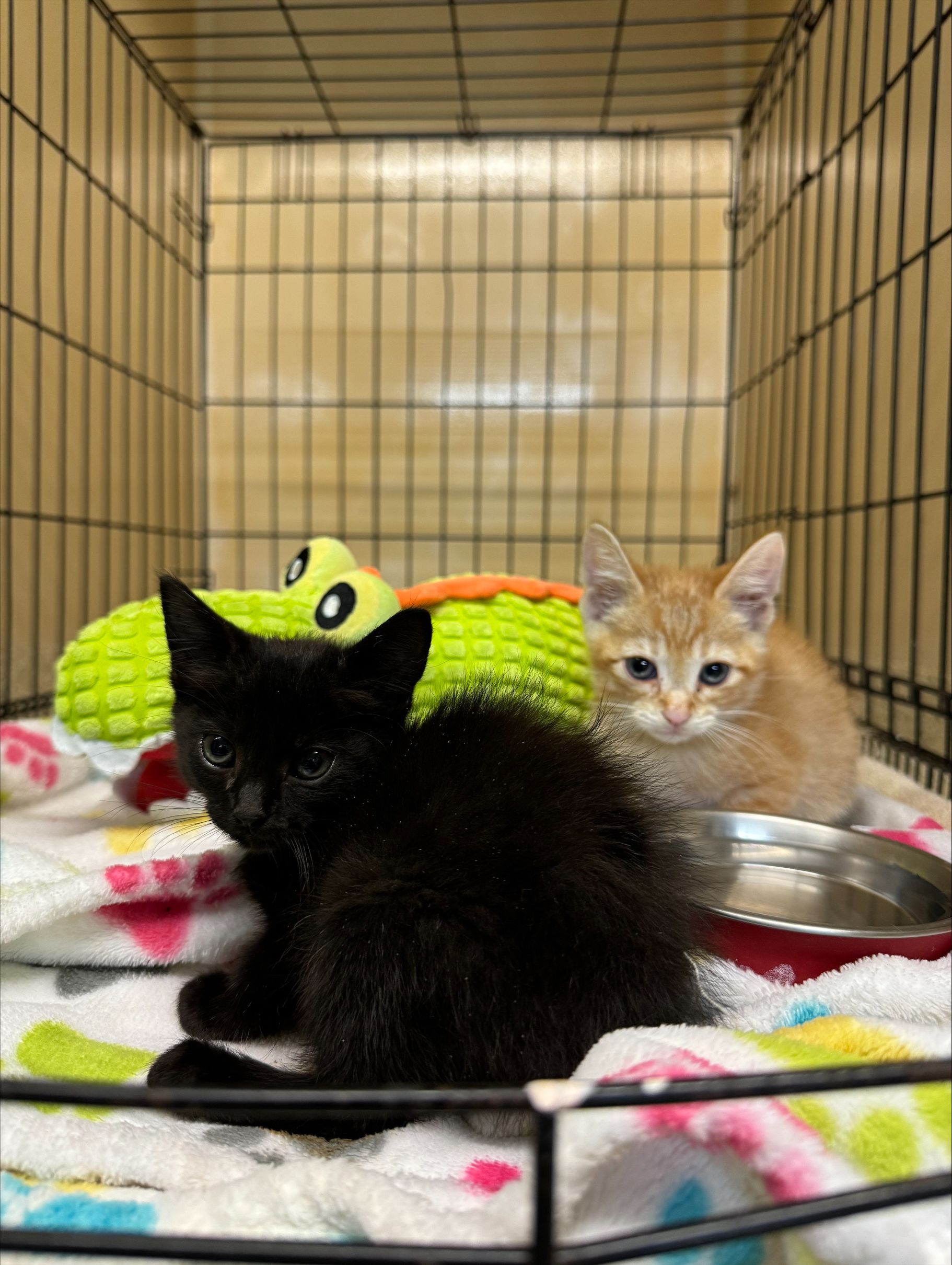 Help Us Save Kittens from a Deadly Virus! - gallery image