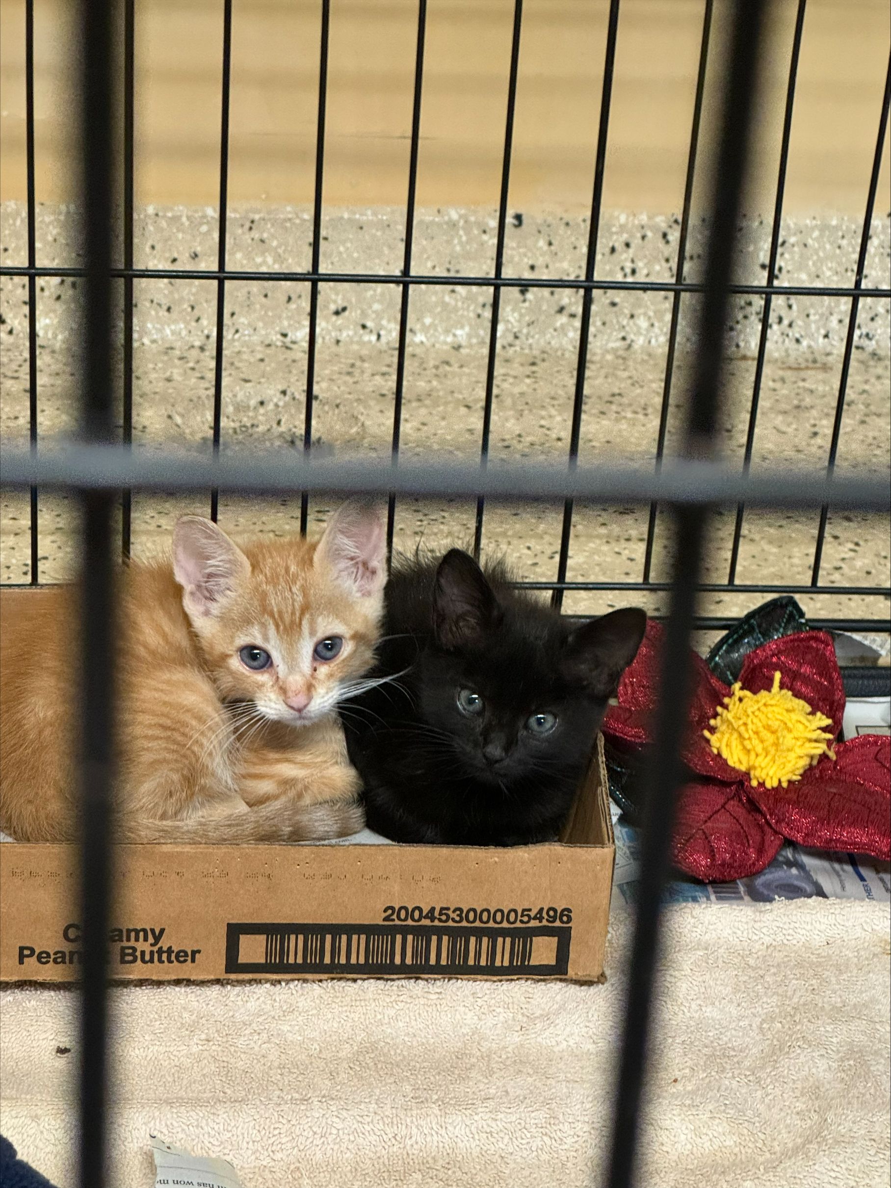 Help Us Save Kittens from a Deadly Virus! - gallery image