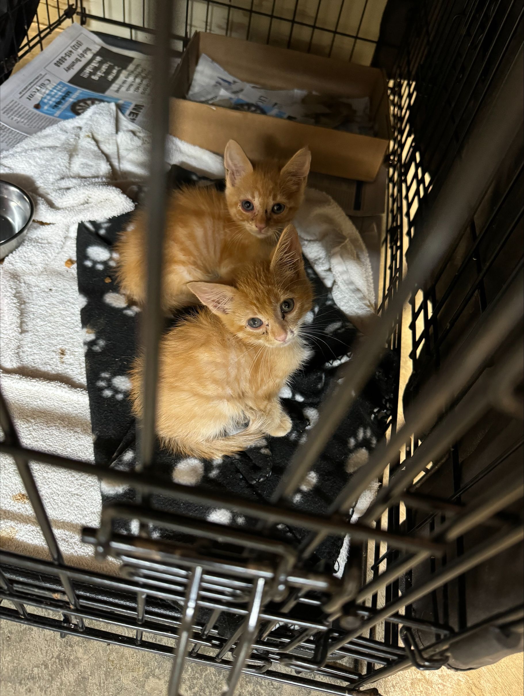 Help Us Save Kittens from a Deadly Virus! - gallery image