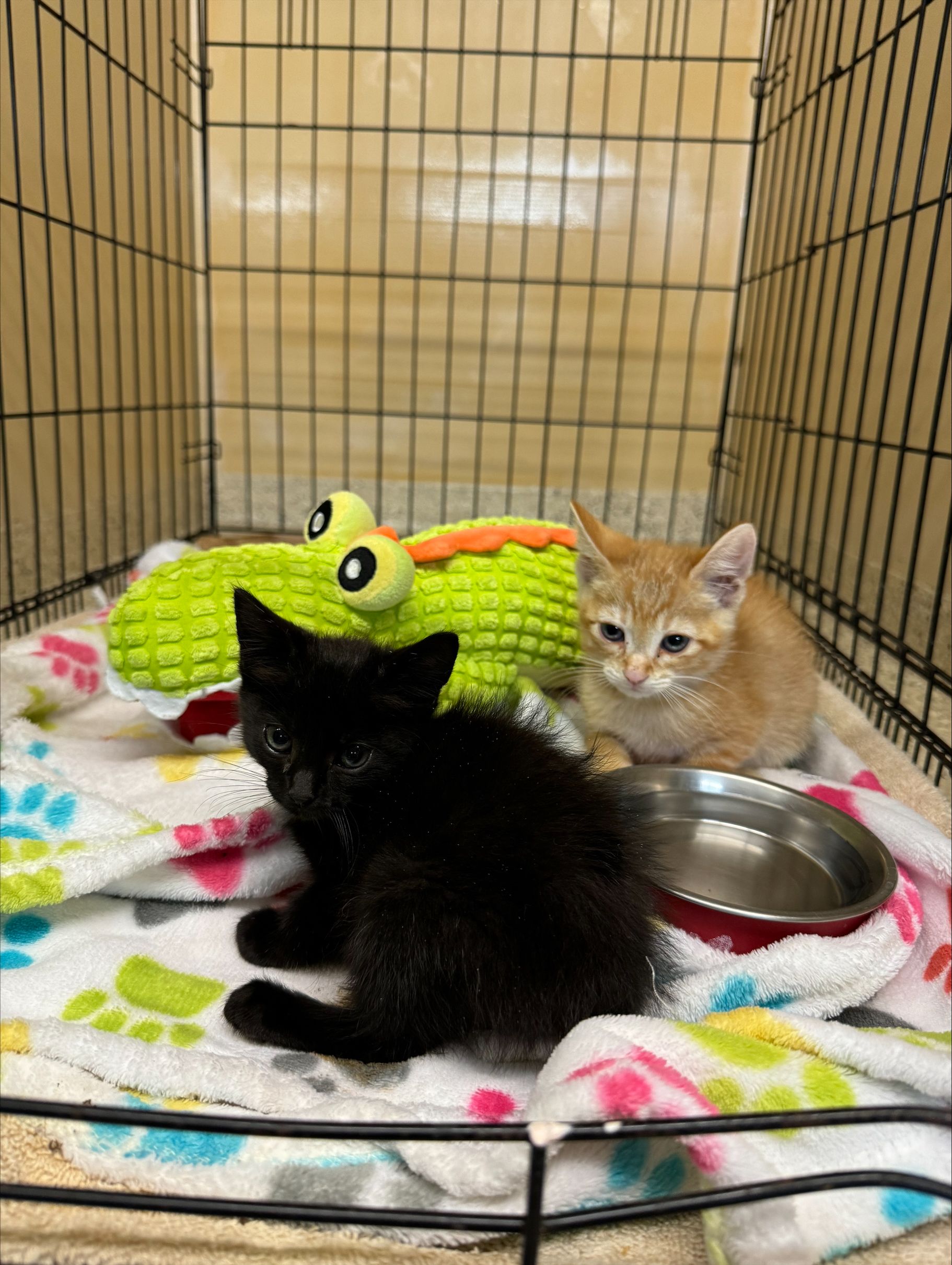 Help Us Save Kittens from a Deadly Virus! - gallery image