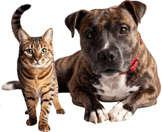Pit bull with cat Pit bull with cat