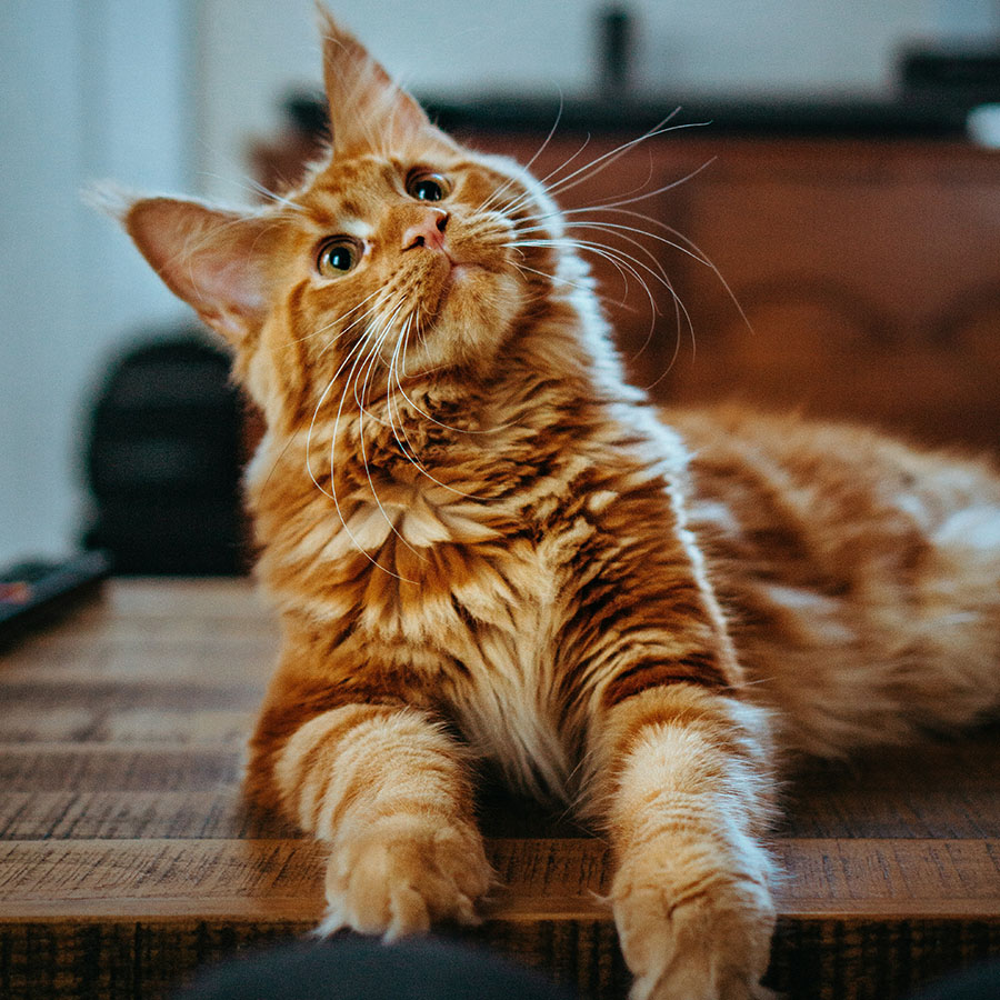 amber-kipp-75715CVEJhI-unsplash