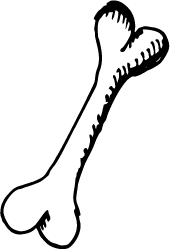 bone