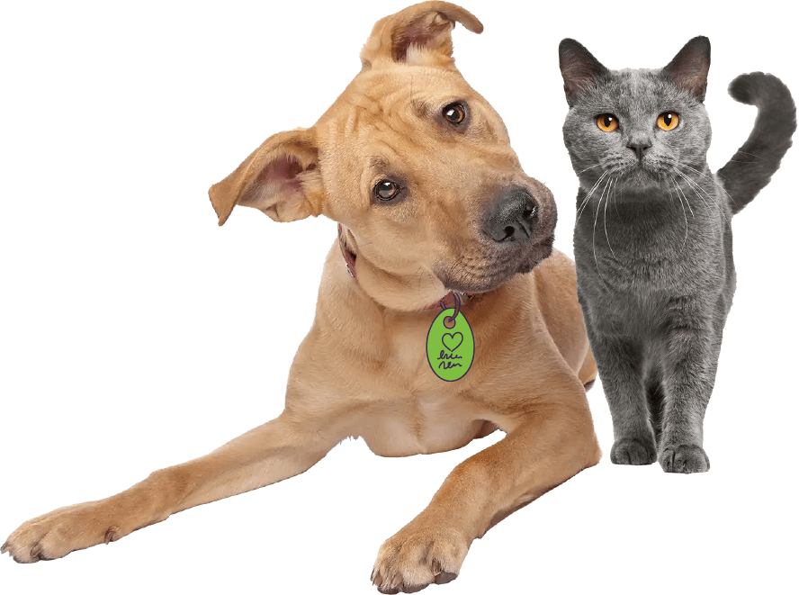 dog-cat-pair