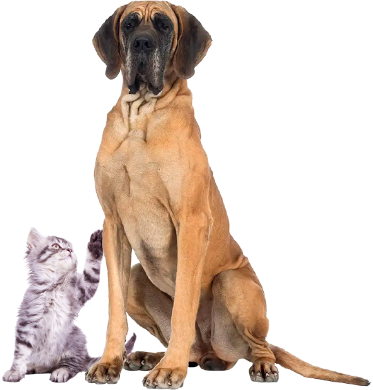 dog-kitten