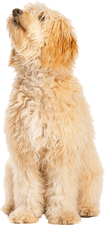goldendoodle
