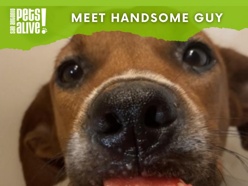 handsome-guy