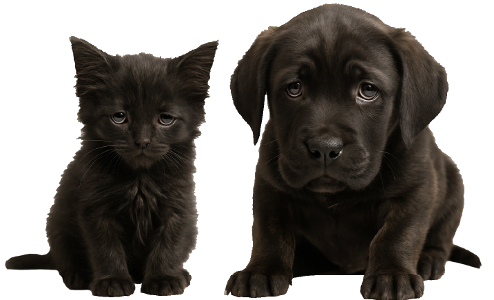sad-puppy-kitten sad-puppy-kitten