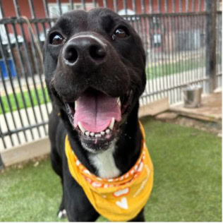 A dog wears a bandana and appears to smile with mouth wide open