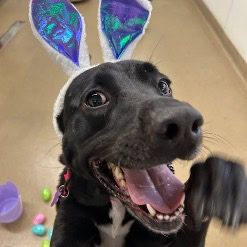 A dog wears bunny ears and appears to smile with mouth wide open