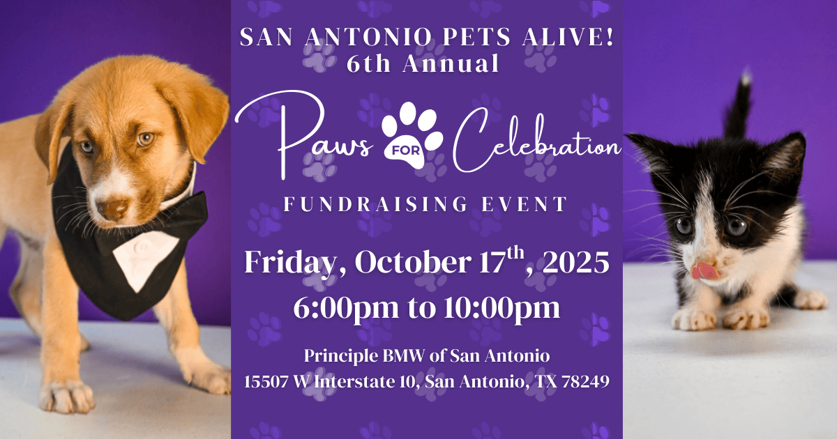 San Antonio pet fundraising event with puppy and kitten.