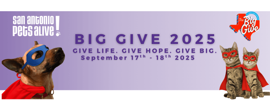 Big Give 2025 animal charity event banner