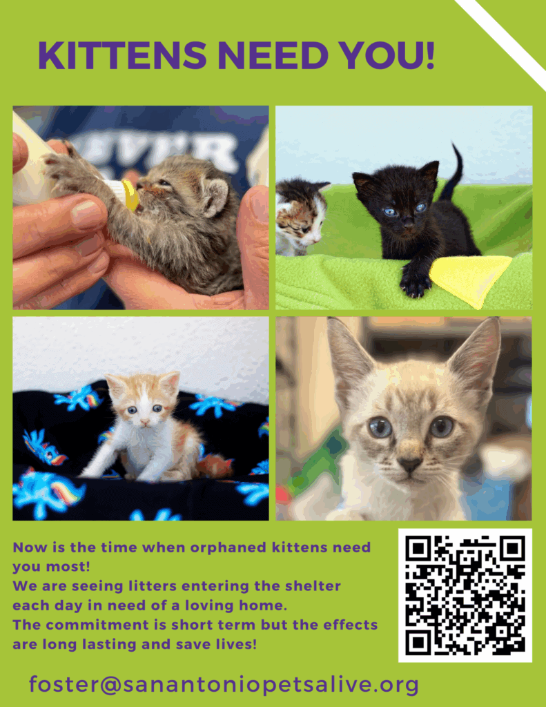Orphaned kittens need loving homes urgently.