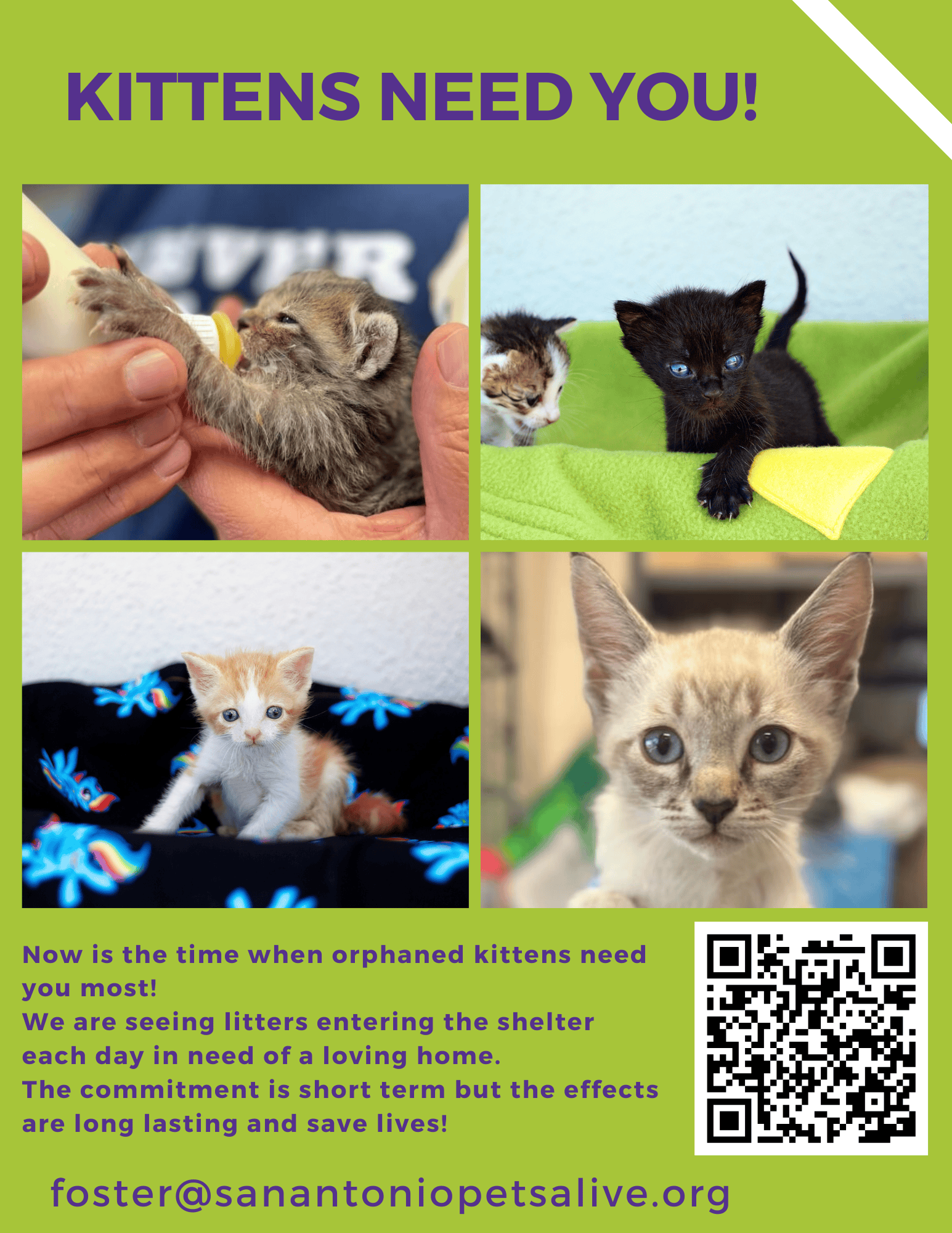 Orphaned kittens need loving homes urgently.