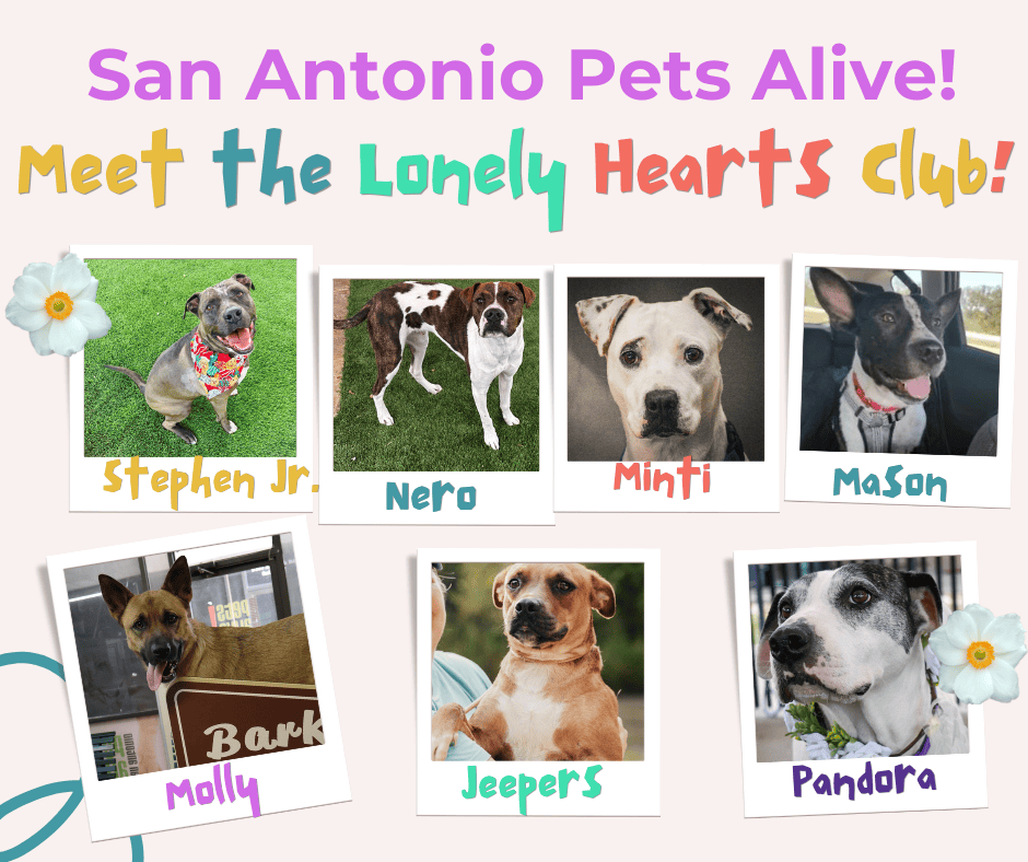 Adoptable dogs from San Antonio Pets Alive shelter