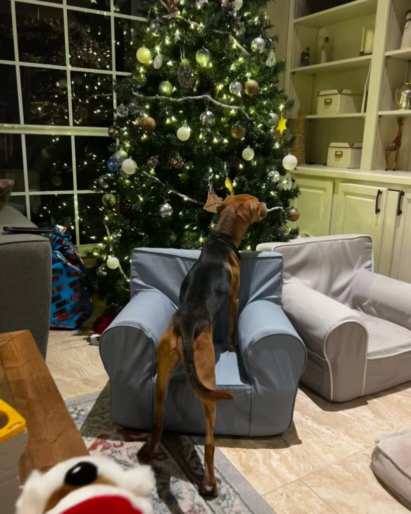 Dog curious by Christmas tree indoors