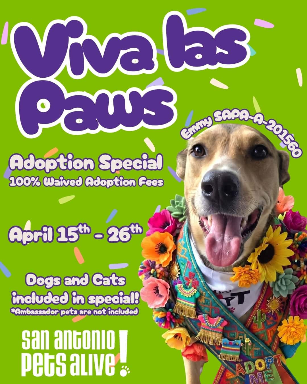 Fiesta adoption Special