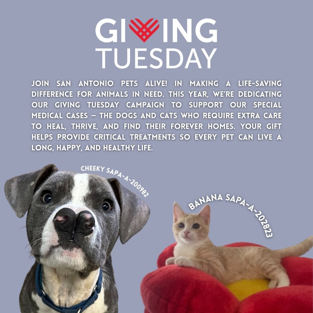 Giving Tuesday campaign supporting animals in need.