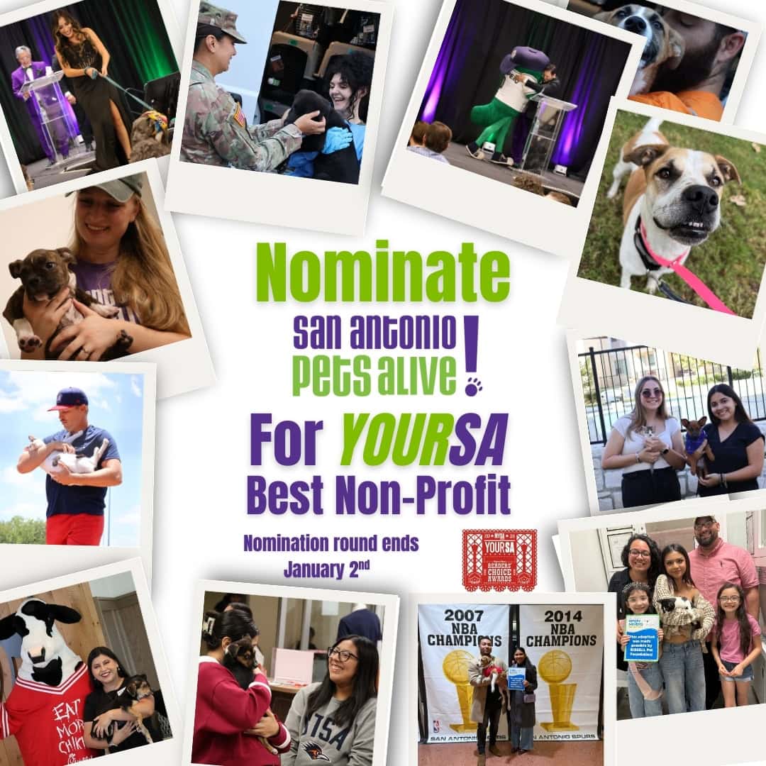 Nominate San Antonio Pets Alive for best nonprofit.