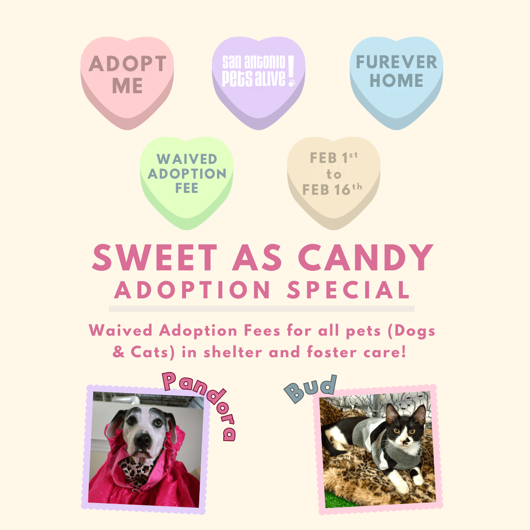 Pet adoption event with waived fees, February 1-16.