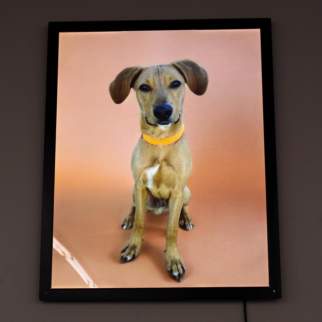 Portrait of a dog with a brown background.