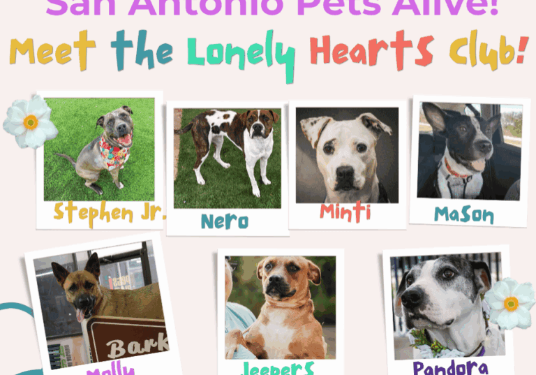 Adoptable dogs from San Antonio Pets Alive shelter
