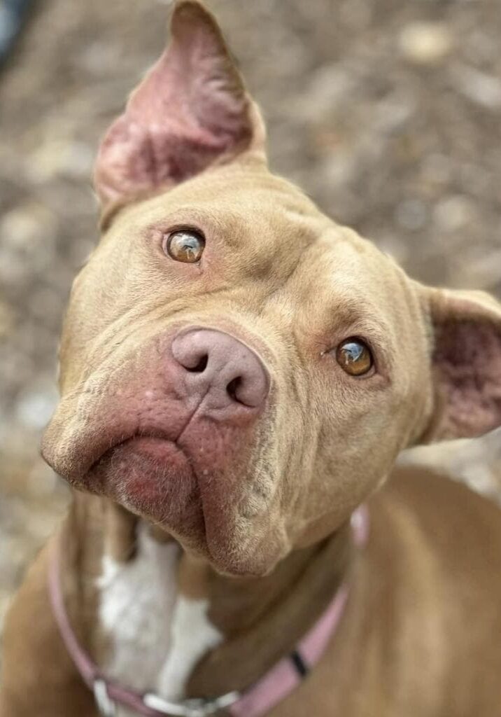 Dog-GojiBerry