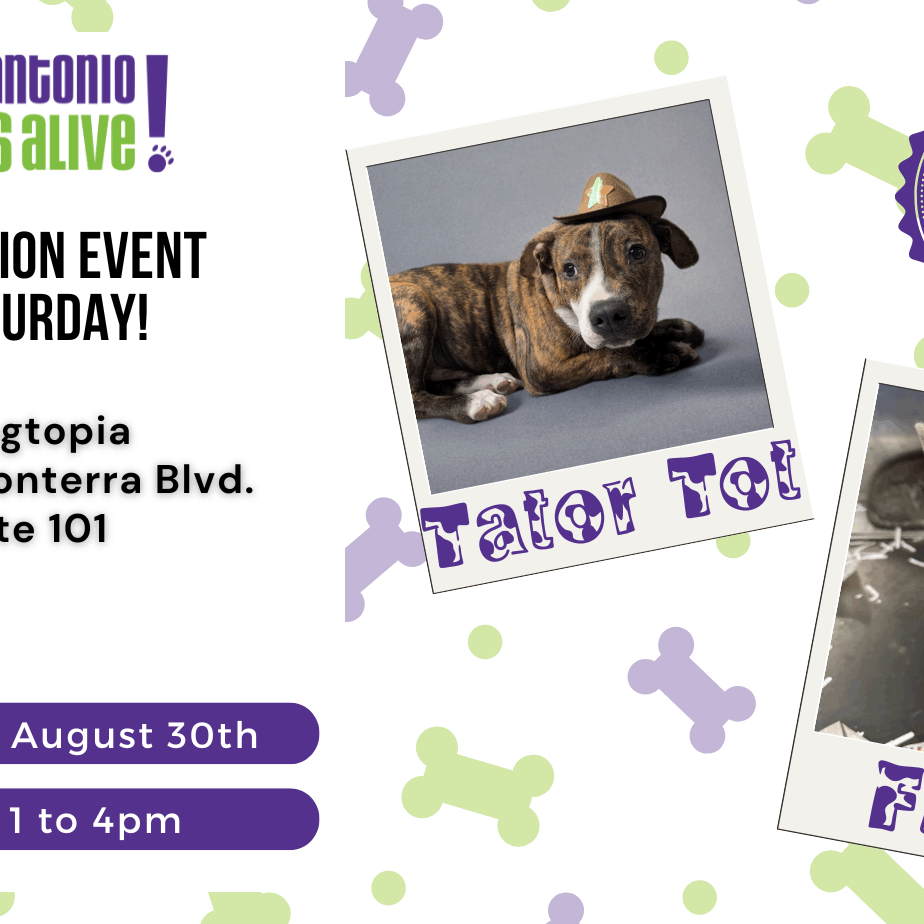 Adoption event at Dogtopia, kittens and puppies featured.