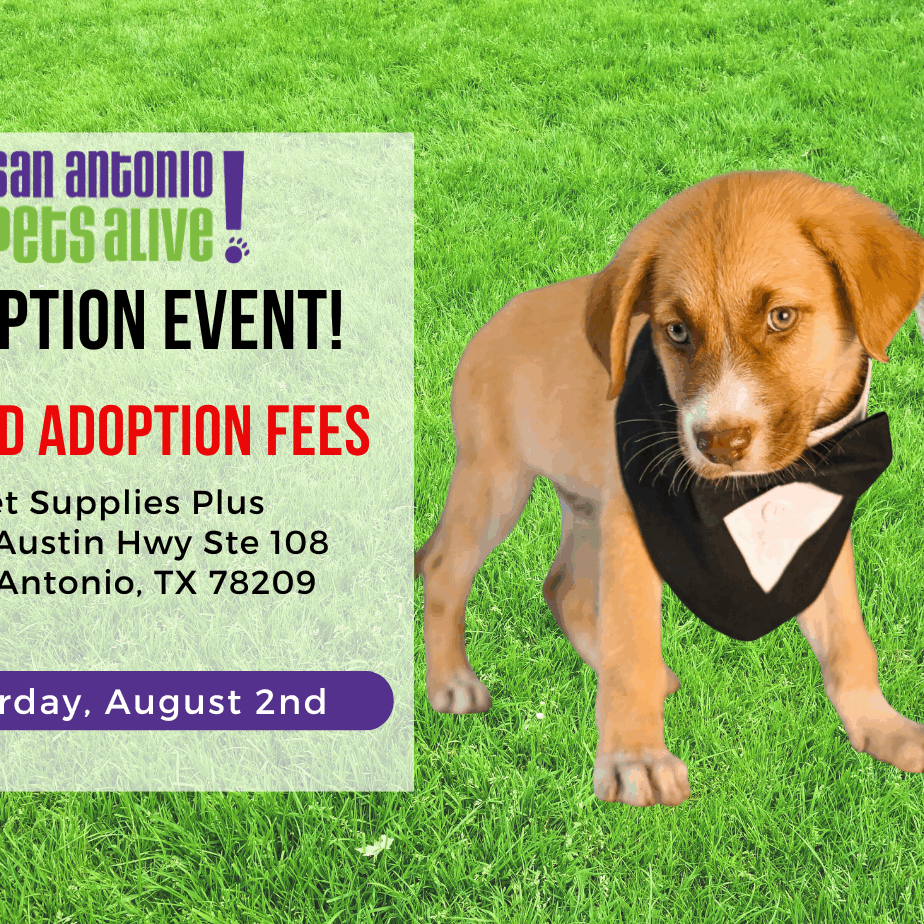 San Antonio Pets Alive! is hosting a Top Dog (and Cat) adoption special! Premiering Friday, June 10 until Sunday, June 19. All cats, kittens, puppies, and dogs will have an adoption fee of $50! Do