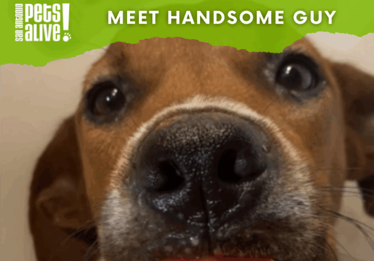handsome-guy