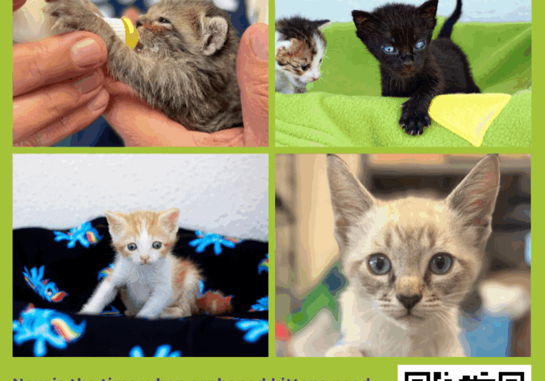 Orphaned kittens need loving homes urgently.