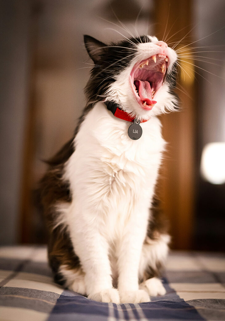 pedro-sanz--OuY-r0YZ3w-unsplash